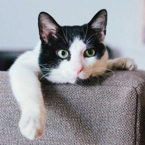 ReptiSafe Calcium with D3 Powder