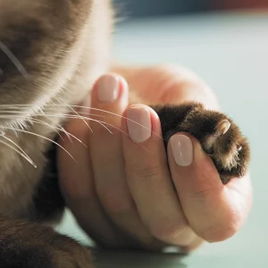 PawPerfect Grooming Glove