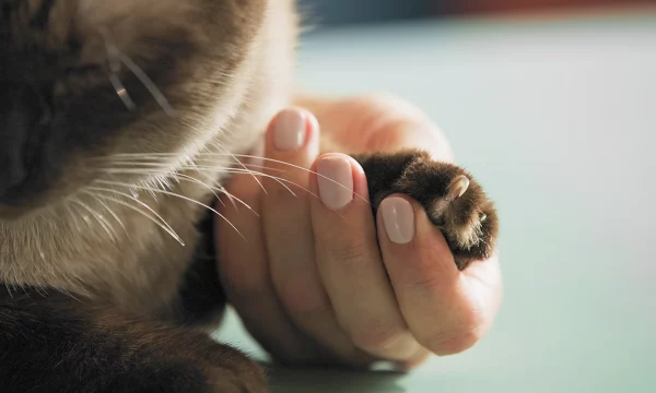 PawPerfect Grooming Glove